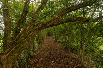 causeway in Cano Negro in Costa Rica