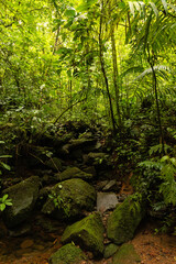 rainforest in the Tenorio area in Costa Rica