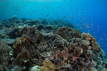 Healthy corals cover a beautiful reef slope on a remote island in the Forgotten Islands of Indonesia. This scenic, tropical region harbors extraordinary marine biodiversity.