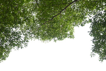 Obraz premium big tree with green leaf on white sky in springtime