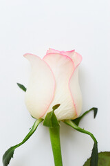 beautiful pink rose flower isolated on white background, valentine day