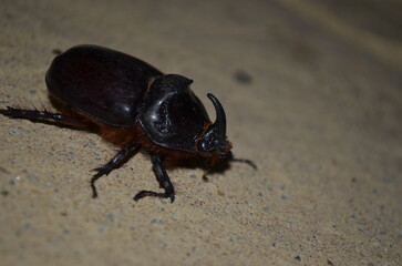 beetle on the ground