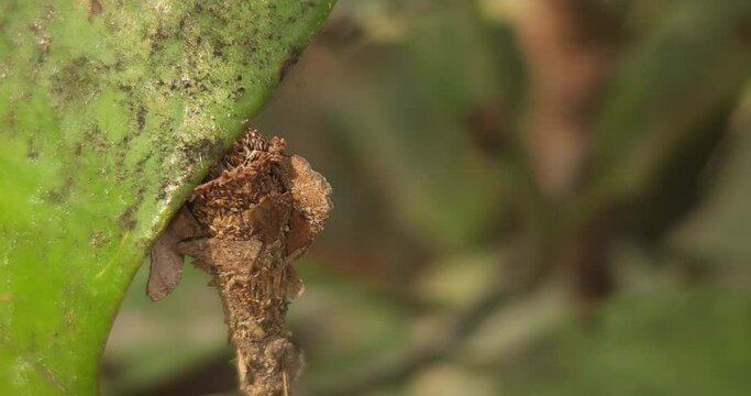 A Bagworm larva (Megalophanes stetinensis) crawls on the leaf, India