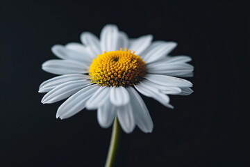Obraz premium A close-up of daisy flower petals, macro photography, black background, blurred, soft light, fresh colors, white and yellow color combination, delicate texture, elegant mood.