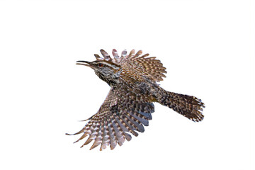 Cactus Wren (Campylorhynchus brunneicapillus) Photo, in Flight, Against a Transparent PNG Background