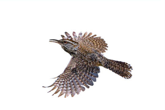 Cactus Wren (Campylorhynchus brunneicapillus) Photo, in Flight, Against a Transparent PNG Background