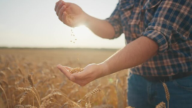 Golden rye grains in hands of old farmer, closeup view, agribusiness and harvest . Growing cereals for food industry in modern organic farms, pesticides and genetically modified plants, good harvest