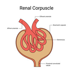 Renal Corpuscle Anatomy Medical Design