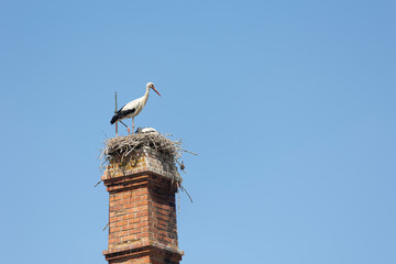 White stork - Ciconia ciconia - bird is perched on top of a brick chimney