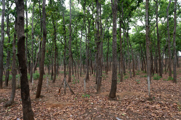 Amarkantak , India - 25 May 2024 Indian dense forest scene at Anuppur Madhya Pradesh India