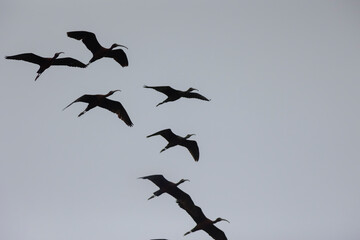 A flock of birds fly in a line across a cloudy sky