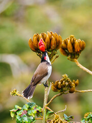 Red Whiskered Bulbul bird eating from African Tulip tree