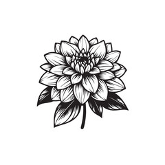 Dahlia flower black silhouette isolated on a white background.