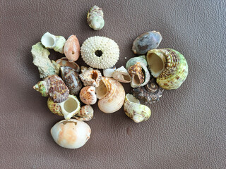 Coastal Mosaic: A Varied Assortment of Seashells Elegantly Arranged on a Sandy Palette