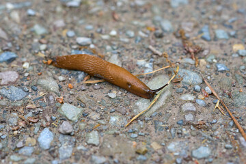 Brown snail crawling on the ground.