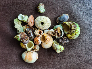 Coastal Mosaic: A Varied Assortment of Seashells Elegantly Arranged on a Sandy Palette