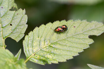 Two beetles insects reproduce on a tree leaf.