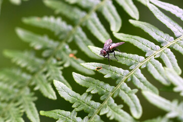 A fly on a flower macro shot.