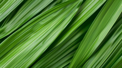 Detailed close-up of palm leaf texture, tropical green leaves, abstract seamless pattern, natural background, high-resolution