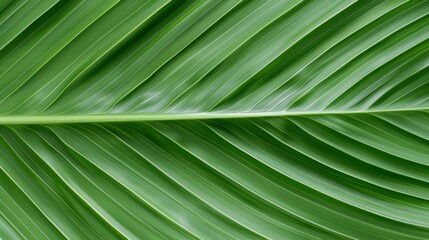Detailed close-up of palm leaf texture, tropical green leaves, abstract seamless pattern, natural background, high-resolution