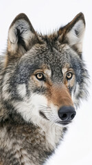 Obraz premium A wolf looking at the distance Proud animal posing and looking