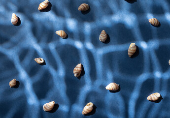 Seashells with underwater shadows on the blue background top view.
