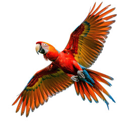 Fototapeta premium Vibrant Macaw Parrot flying open wings, red, yellow, blue macaw bird, transparent background, png 