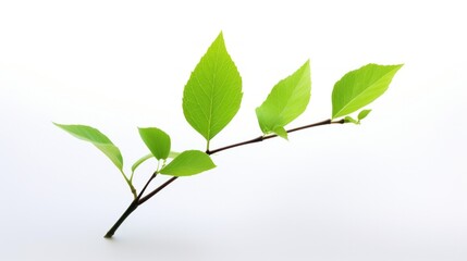 Fototapeta premium A single, tiny, vibrantly green leaf, unfurling amidst a pristine white background.