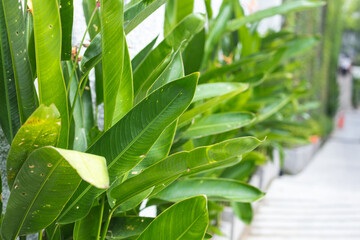 Large green leaves of plants close-up. Beautiful green background with space for text