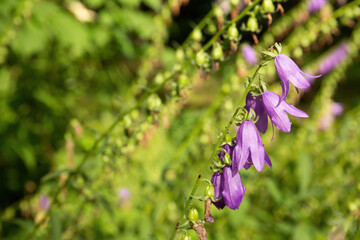 Purple flowers bluebell on a green stem in nature garden