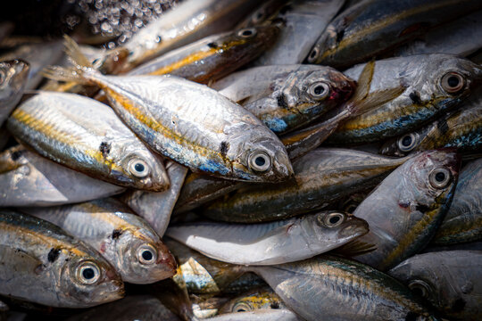 Yellowstripe scad fish prepared for being sold at Thailand seafood market.