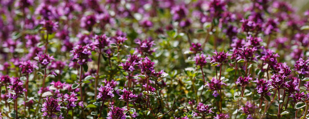 Fototapeta premium Blooming breckland thyme (Thymus). Close-up of pink flowers of wild thyme on stone as a background.