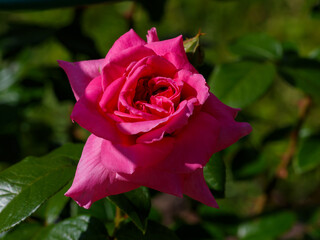 Hybrid tea rosa Rose hybrid tea Peter Frankenfeld close up