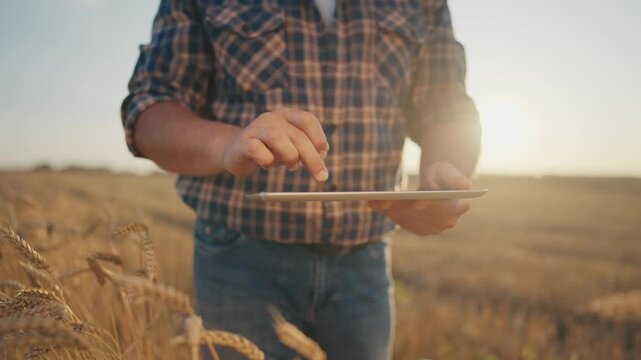 Closeup view of tablet in hands of farmer in agricultural field, golden rye ears . Harvesting season in farmland in summer, agronomist checking data in minicomputer, modern technology in agribusiness
