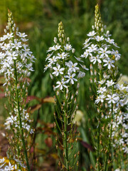 Ornithogalum ponticum blooms in garden