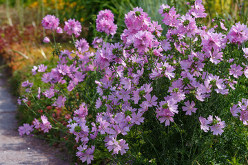 Malva moschata is a plant species of the genus Malva