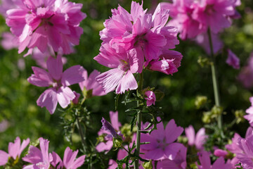 Malva moschata is a plant species of the genus Malva