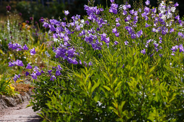 Naklejka premium Peach-leaved bellflower ( lat. Campanula persicifolia ) is a plant from the genus Bellflower