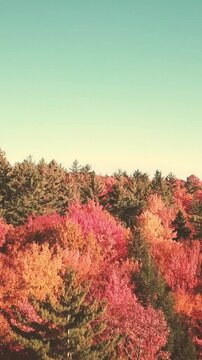 4K vertical drone video colorful fall foliage autumn leaves and forest in the mountains of Vermont, New England.