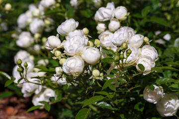White flowers of Rosa Sneprinsesse in garden