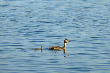 duck and ducklings. An adult duck with baby ducklings