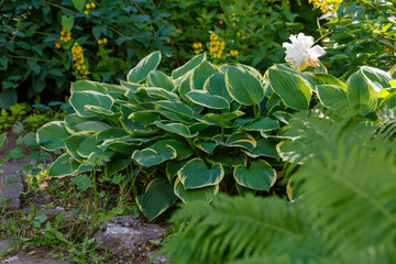 Hosta Yellow River in shady garden in summer time