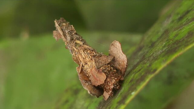 A Bagworm larva (Megalophanes stetinensis) crawls on the leaf, India