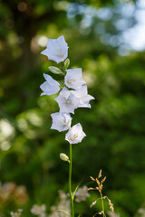 White flowers of bell peach ( lat. Campanula persicifolia ) is a plant from the genus Bell