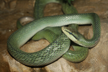 Close up head red tailed rat snake in garden