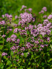 Oregano ( lat. Origanum ) is a genus of herbaceous plants of the Lamiaceae family