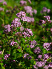 Oregano ( lat. Origanum ) is a genus of herbaceous plants of the Lamiaceae family