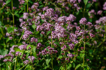 Oregano ( lat. Origanum ) is a genus of herbaceous plants of the Lamiaceae family