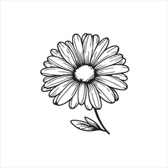 Daisy flower black silhouette isolated on a white background.