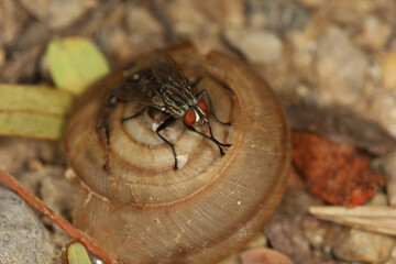 Close up The housefly insect on snail dead